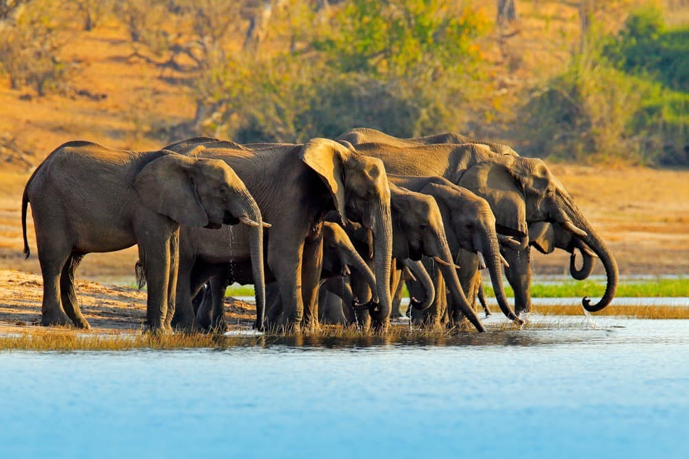 Parco Nazionale di Chobe