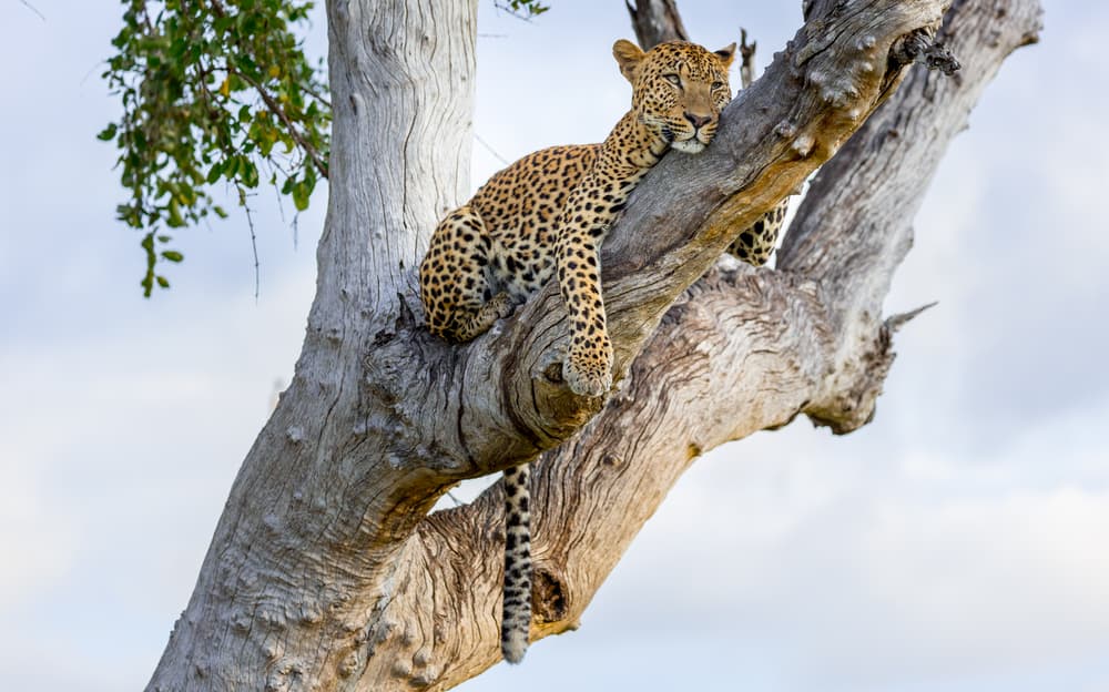 Parco nazionale di South Luangwa